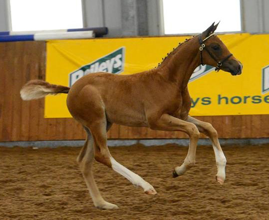 Court Farm Stud